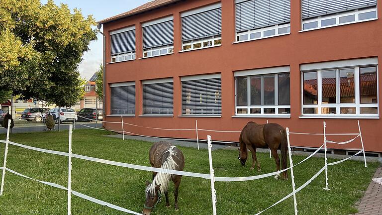 Kurz vor den Sommerferien stand für die Kinder der Milzgrundschule Aubstadt eine ganz besondere Unterrichtsstunde auf dem Stundenplan: Einen Tag lang hieß es für die Schülerinnen und Schüler der ersten bis vierten Klasse "mit Pferden lernen". Lehrerin Annkathrin Voigt, die nebenberuflich seit vielen Jahren als Erlebnis-Reitpädagogin tätig ist, hatte ihre Ponys Grace und Pearl mit in die Schule gebracht. Außerdem im Gepäck: Die Pferde-Lernwerkstatt mit vielen Stationen, an denen die Kinder selbständig ihre Lesefähigkeit trainieren und nebenbei viel über Pferde erfahren konnten. So wurden dem Pony Pearl fleißig Geschichten vorgelesen, Pferderätsel gelöst, mit dem LÜK-Kasten geübt, Hindernisse überwunden und mit Pony Grace ein Geschicklichkeitsparcours bewältigt. Nach dem erlebnisreichen Tag waren sich alle einig: Die Ponys dürfen gerne wiederkommen. Kurz vor den Sommerferien stand für die Kinder der Milzgrundschule Aubstadt eine ganz besondere Unterrichtsstunde auf dem Stundenplan: Einen Tag lang hieß es für die Schülerinnen und Schüler der ersten bis vierten Klasse "mit Pferden lernen". Lehrerin Annkathrin Voigt, die nebenberuflich seit vielen Jahren als Erlebnis-Reitpädagogin tätig ist, hatte ihre Ponys Grace und Pearl mit in die Schule gebracht. Außerdem im Gepäck: Die Pferde-Lernwerkstatt mit vielen Stationen, an denen die Kinder selbständig ihre Lesefähigkeit trainieren und nebenbei viel über Pferde erfahren konnten. So wurden dem Pony Pearl fleißig Geschichten vorgelesen, Pferderätsel gelöst, mit dem LÜK-Kasten geübt, Hindernisse überwunden und mit Pony Grace ein Geschicklichkeitsparcours bewältigt. Nach dem erlebnisreichen Tag waren sich alle einig: Die Ponys dürfen gerne wiederkommen.