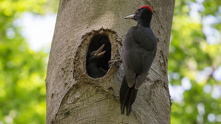 Der Schwarzspecht ist einer der im Vogelschutzgebiet Hochspessart beheimateten Vogelarten. Der Bund Naturschutz sieht seinen Lebensraum durch Kahlschlag gefährdet (Symbolfoto).