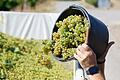 Lese der frühen Weinsorten für Federweißer beginnt       -  Der Weinbau ist in der Krise. (Archivbild)