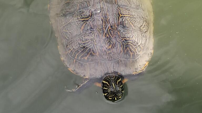 Auf Tauchfahrt: Im Schlossweiher in Hammelburg sieht man gelegentlich Schildkröten.