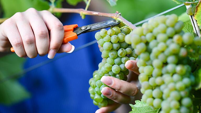 Weinlese       -  Die ersten Trauben eines Jahrganges werden zu Federweißer gekeltert.