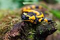 Feuersalamander im Nürnberger Tiergarten       -  Kinder kennen den Feuersalamander als Comicfigur &bdquo;Lurchi&rdquo;, die für eine Schuhmarke wirbt. (Archivbild)