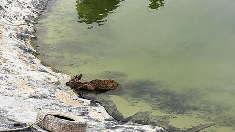 Vier Meter tief ist das Wasser in dem Beregnungsteich. Auf dem Bild ist der Rehbock zu sehen, der sich zuletzt am Beckenrand aufhielt und so relativ schnell gerettet werden konnte.