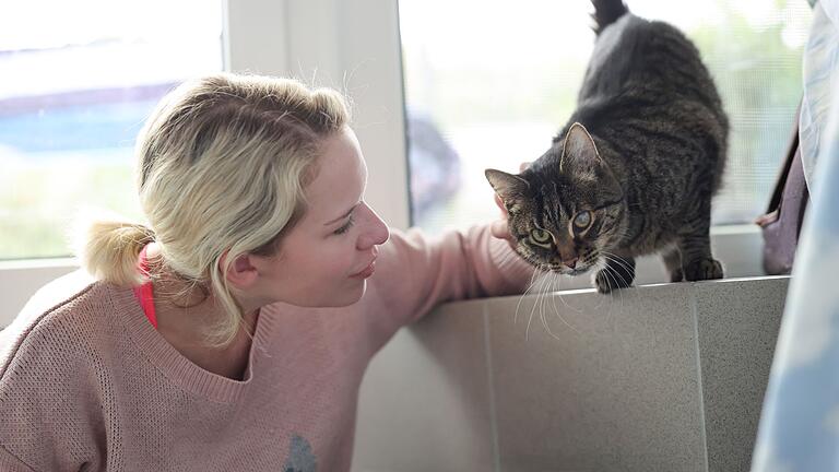 Katzenstreichler im Tierheim       -  Weil die Festangestellten in Tierheimen voll ausgelastet sind, übernehmen ehrenamtliche Katzenstreichlerinnen wie Christina Haas das Kraulen und Spielen.