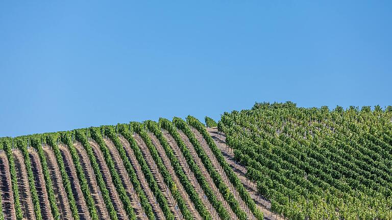 TraumRunde Markt Einersheim im Kitzinger Land: Am Aschenberg geht's die Weinberge entlang.