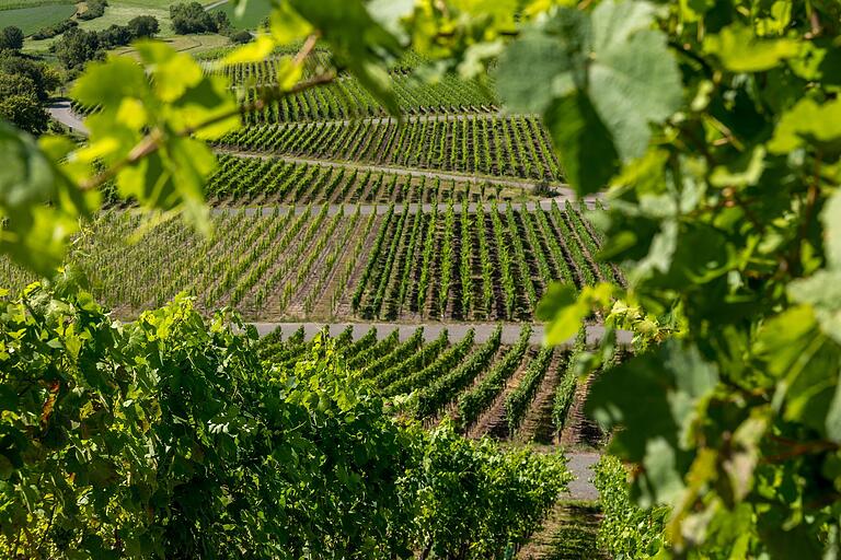 Weinberge soweit das Auge reicht. Im Sommer genauso schön anzusehen wie im Herbst, wenn sich die Reben in bunten Farben zeigen. Weinberge soweit das Auge reicht. Im Sommer genauso schön anzusehen wie im Herbst, wenn sich die Reben in bunten Farben zeigen.