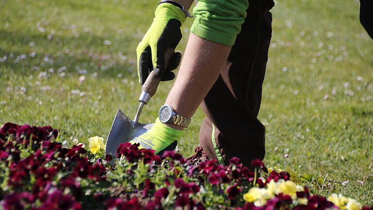 Andreas Munack, Gärtnermeister der Bayer. Staatsbad Bad Kissingen GmbH pflanzt im Rosengarten ein Veilchen ein. - Andreas Munack, Gärtnermeister der Bayer. Staatsbad Bad Kissingen GmbH pflanzt im Rosengarten ein Veilchen ein. Andreas Munack, Gärtnermeister der Bayer. Staatsbad Bad Kissingen GmbH pflanzt im Rosengarten ein Veilchen ein. - Andreas Munack, Gärtnermeister der Bayer. Staatsbad Bad Kissingen GmbH pflanzt im Rosengarten ein Veilchen ein.