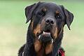 Für Rottweiler und andere Kampfhunde der Kategorie II soll in Gemünden künftig immer ein erhöhter Hundesteuersatz fällig werden.