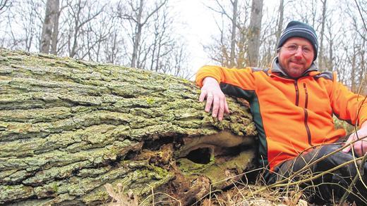 Totholz macht den Wald erst richtig lebendig