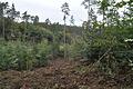 Im Waldgebiet Hainach wurden in diesem Jahr 1000 Weißtannen gepflanzt.