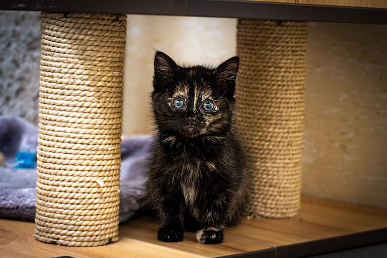 Die europäische Kurzhaarkatze 'Pünktchen'. Die europäische Kurzhaarkatze 'Pünktchen'.