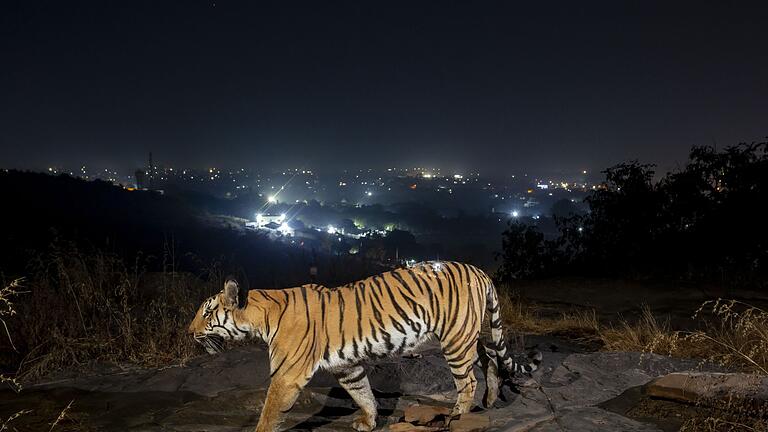 Studie: Tigerpopulation nimmt dank Schutzmaßnahmen deutlich zu - Ein Tiger bewegt sich außerhalb der indischen Stadt Bhopal. Studie: Tigerpopulation nimmt dank Schutzmaßnahmen deutlich zu - Ein Tiger bewegt sich außerhalb der indischen Stadt Bhopal.