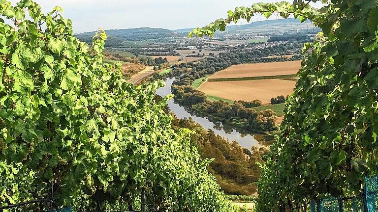 Die Weinberge im Stettener Stein sind nicht nur ein Wirtschaftsfaktor, sondern laden mit dem herrlichen Blick über das schöne Maintal auch zur Erholung und zum Wandern ein.