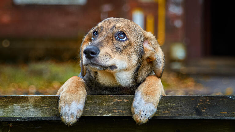 Little brown stray dog on the street       -  Symbolbild: Hund