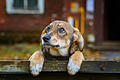 Little brown stray dog on the street       -  Symbolbild: Hund