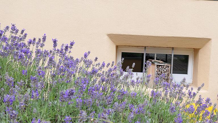 Üppig blühender Lavendel - Üppig blühender Lavendel Üppig blühender Lavendel - Üppig blühender Lavendel