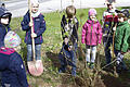 Graben, pflanzen, angießen. Die Kids haben den Dreh zum Tag des Baumes schon heraus. Foto: Winfried Ehling       -  Graben, pflanzen, angießen. Die Kids haben den Dreh zum Tag des Baumes schon heraus. Foto: Winfried Ehling