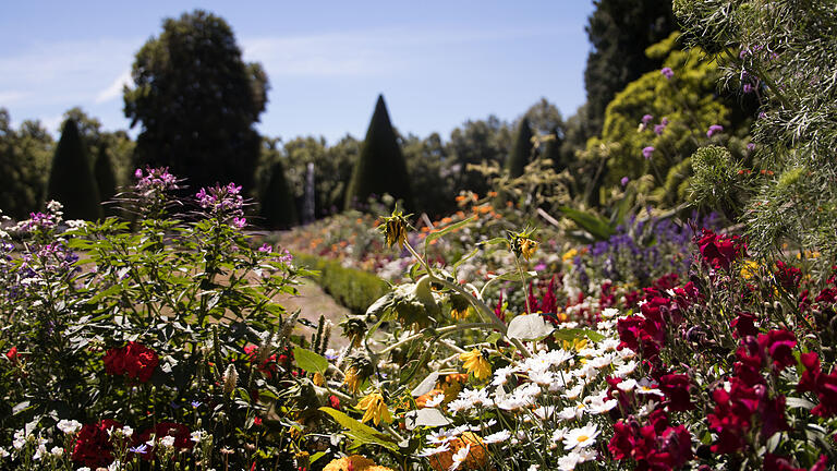 Wo es in Würzburg wirklich blüht - Der Residenzgarten ist immer eine sichere Anlaufstelle für Blumenbegeisterte. Wo es in Würzburg wirklich blüht - Der Residenzgarten ist immer eine sichere Anlaufstelle für Blumenbegeisterte.