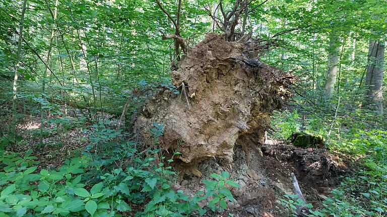 Ab sofort ganz sich selbst überlassen: 510 Hektar des Irtenberger Waldes gehören jetzt zu den geschützten 'Naturwäldern' des Freistaats. Ab sofort ganz sich selbst überlassen: 510 Hektar des Irtenberger Waldes gehören jetzt zu den geschützten 'Naturwäldern' des Freistaats.