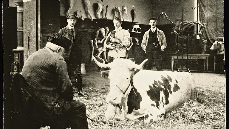 &bdquo;Die lebenden Modelltiere fanden ideale Bedingungen zum Einlass in das Atelier&ldquo;: Im Münchner Atelier Heinrich von Zügels mit Modell-Kuh, Fotografie aus dem Zügel-Album von Max Bergmann, Städtische Galerie im Lenbachhaus, München.