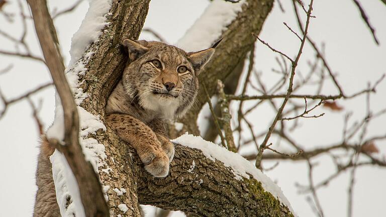 Auch im Winter fühlt sich der Luchs im Wildpark Tambach wohl.