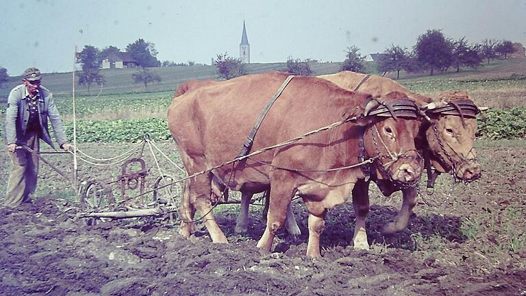 Dorfansicht Grettstadt vor 1963: Vor dem Flurbereinigungsverfahren waren die Ackerflächen der Bauern oft nur schmale Streifen. Der Zeitaufwand war groß, um mit dem Tiergespann zu seinem Acker zu gelangen. Dorfansicht Grettstadt vor 1963: Vor dem Flurbereinigungsverfahren waren die Ackerflächen der Bauern oft nur schmale Streifen. Der Zeitaufwand war groß, um mit dem Tiergespann zu seinem Acker zu gelangen.