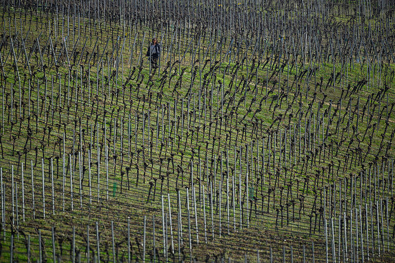 Die Weinberge sind das Charakteristikum der Mainschleife. Oder vielleicht besser Weinschleife? Noch sind die Reben kahl. Aber bald leuchten die Weinberge in sattem Grün. Die Weinberge sind das Charakteristikum der Mainschleife. Oder vielleicht besser Weinschleife? Noch sind die Reben kahl. Aber bald leuchten die Weinberge in sattem Grün.