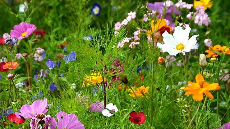 Unterfranken soll aufblühen: Futter für Insekten und wegweisendes Projekt des Bayerischen Bauernverbands soll ein Blühstreifen werden, der von Fladungen nach Würzburg zur Landesgartenschau führt.