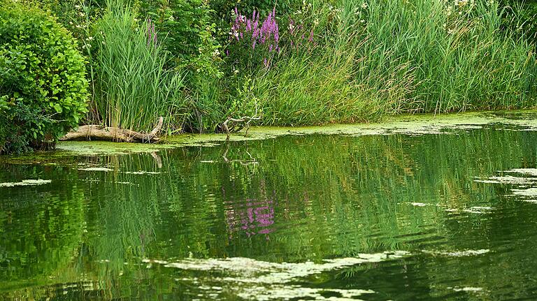 Am Ufer wachsen Schilf und eine Vielzahl biotoptypische Pflanzen.