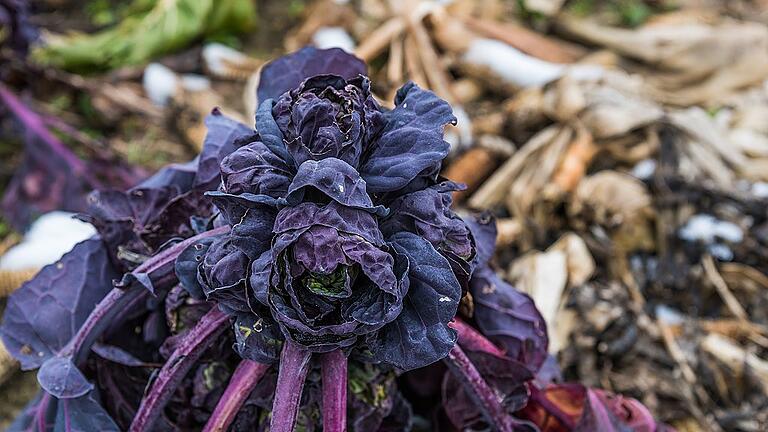 Lilafarbener Rosenkohl ist eine Schönheit auf den Beeten und willkommen in der Küche, wenn noch nicht viel anderes wächst. Lilafarbener Rosenkohl ist eine Schönheit auf den Beeten und willkommen in der Küche, wenn noch nicht viel anderes wächst.