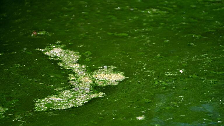 Badeverbot wegen Blaualgen       -  Das Landratsamt Weilheim-Schongau hat ein Badeverbot für den Oberhauser Badeweiher verhängt. In einer Wasserprobe seien viele Blaualgen gefunden worden, teilte die Behörde mit. (Symbolbild)