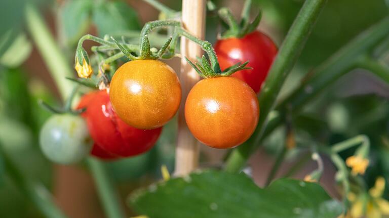 Tomaten einkürzen: So gelangt im Spätsommer genug Kraft in noch nicht ausgereifte Früchte. Tomaten einkürzen: So gelangt im Spätsommer genug Kraft in noch nicht ausgereifte Früchte.