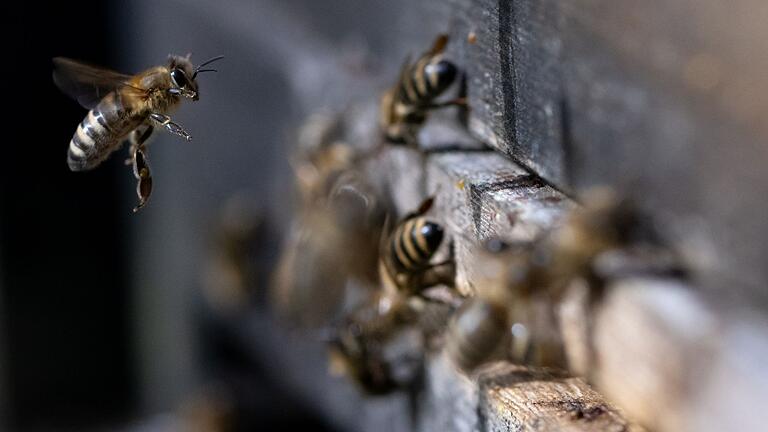 Bienen.jpeg       -  Was fressen Honigbienen? Und wie lange leben sie? Hier gibt's viele spannende Infos zur Honigbiene.