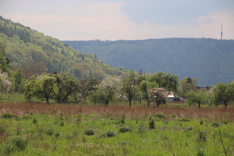 Bauen auf der grünen Wiese: Entlang der Schönauer Straße soll in Gemünden das Baugebiet 'Mühlwiesen II' entstehen.