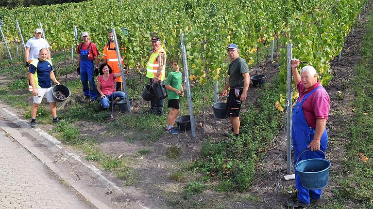 Mit 98 Grad Öchsle wurde der Jungfernwein der Gemeinde Abtswind, ein Grauburgunder, gelesen.