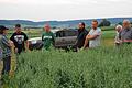 Mit neun Kollegen war Martin Gleichmann in der Flur unterwegs. Unser Bild zeigt sie bei der Begutachtung eines Hafer/ Wicken/Erbsenfeldes mit einer Luzerneuntersaat.