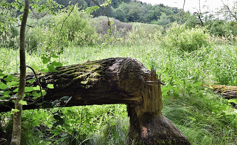 Auch der Biber ist im Hafenlohrtal aktiv. Auch der Biber ist im Hafenlohrtal aktiv.