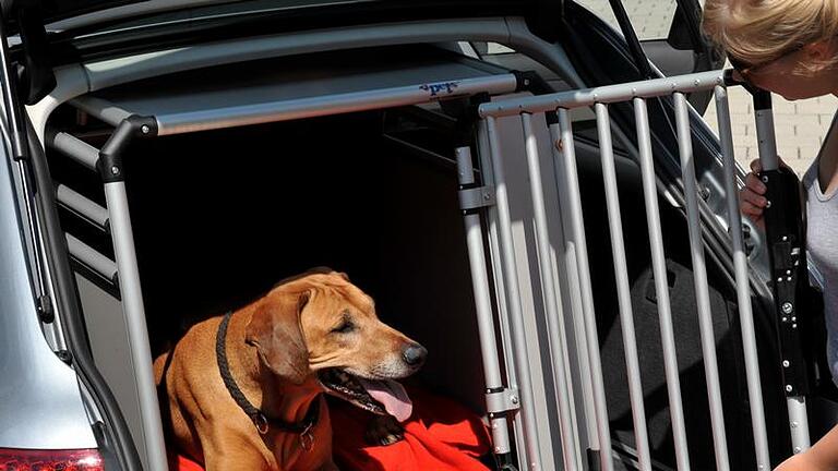 Eine Transportbox schützt Hunde besser als ein Netz. (Bild: Frank Leonhardt/dpa)       -  Eine Transportbox schützt Hunde besser als ein Netz.