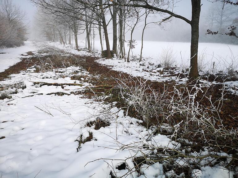 Eine vorbildlich ausgeschnittene Hecke, die im Frühjahr kräftig austreiben kann.