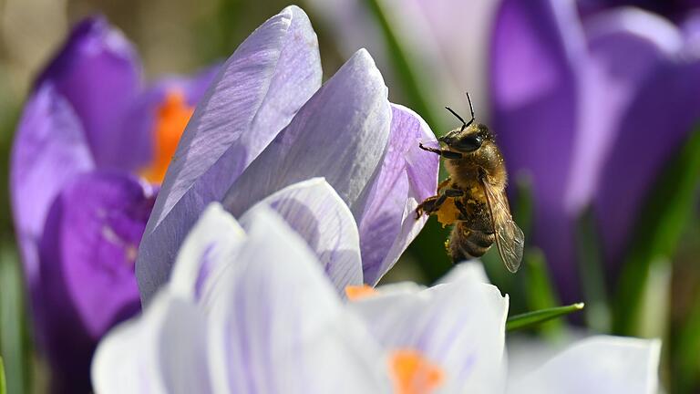 Wer auf Nachhaltigkeit achten möchte, kann von Rosen auf Frühjahrsblüher umsteigen. Wer auf Nachhaltigkeit achten möchte, kann von Rosen auf Frühjahrsblüher umsteigen.