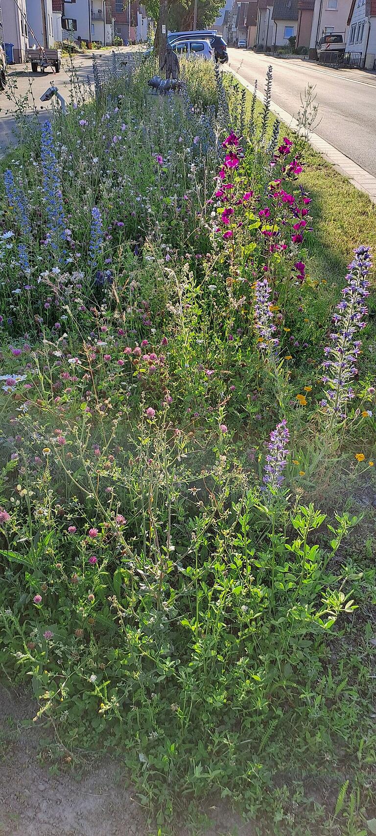 Der Anger in Langenleiten steht in voller Blüte. Der Anger in Langenleiten steht in voller Blüte.