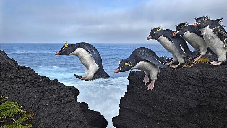 Ein Gewinner-Beitrag in der Kategorie 'Natur': Auf der Marion-Insel springen Pinguine von den Felsen in die Brandung des Indischen Ozeans. Ein Gewinner-Beitrag in der Kategorie 'Natur': Auf der Marion-Insel springen Pinguine von den Felsen in die Brandung des Indischen Ozeans.