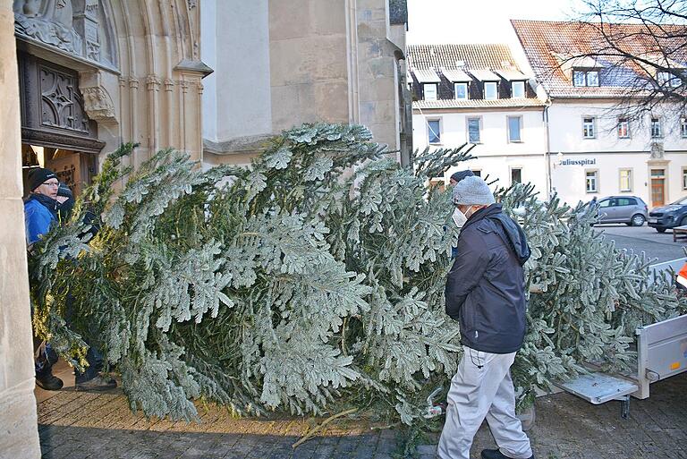 Kräftig anpacken hieß es, als der Baum in die Stadtpfarrkirche und dort in den Chorraum transportiert und aufgestellt wurde.