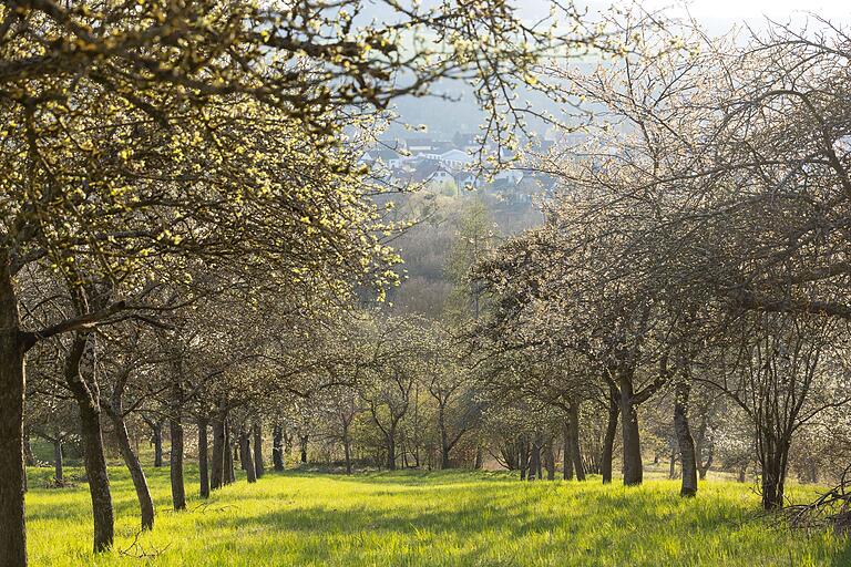 Der Weg führt durch eine abwechslungsreiche Landschaft und vorbei an Streuobstwiesen. Der Weg führt durch eine abwechslungsreiche Landschaft und vorbei an Streuobstwiesen.