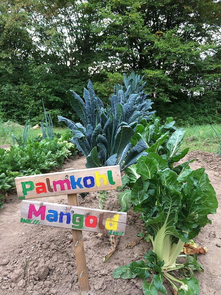 Ein Beet des Höchberger Schulackers. Ein Beet des Höchberger Schulackers.
