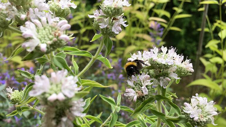 Eva Lößel hat sich auf ihrem Balkon ein wahres Bienenparadies geschaffen. Und auch Hummeln fühlen sich dort sehr wohl.