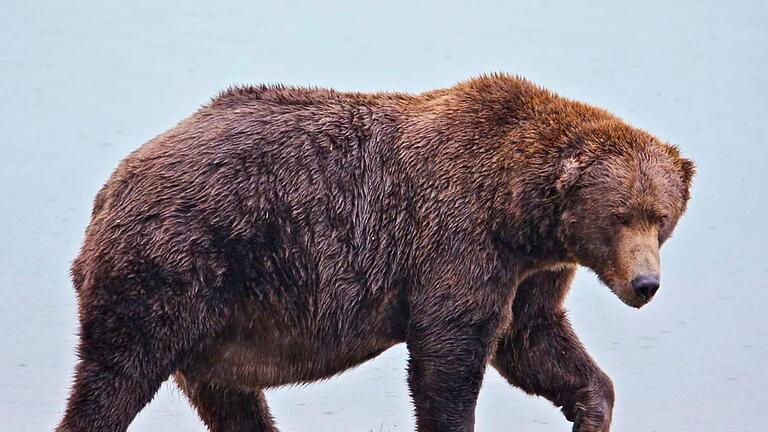 Fat Bear-Wahl       -  Der massige Braunbär 747 hat den treffenden Spitznamen Jumbo Jet.