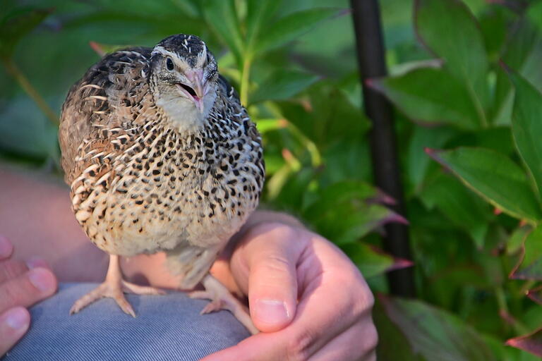Eine Wachtel wiegt nur rund 400 Gramm und ist damit der kleinste Hühnervogel. Eine Wachtel wiegt nur rund 400 Gramm und ist damit der kleinste Hühnervogel.