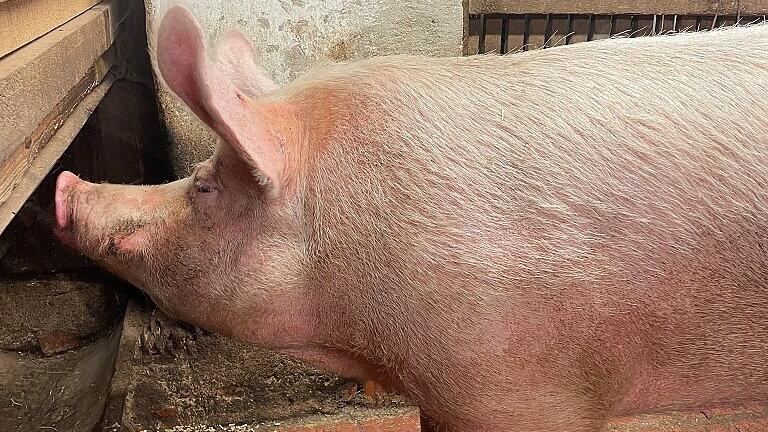 Peppa ist bei einem Unfall auf der Autobahn vom Laster gefallen - und inzwischen handzahm. Peppa ist bei einem Unfall auf der Autobahn vom Laster gefallen - und inzwischen handzahm.
