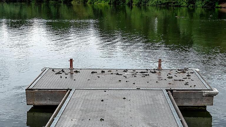 Auch auf dem Badesteg am Baggersee findet sich Gänsekot. Unappetitlicher geht es nicht.